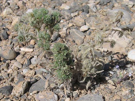 Virgin River Cryptantha (Cryptantha virginensis)