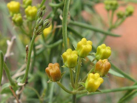 Utah Swallow-Wort (Cynanchum utahense)