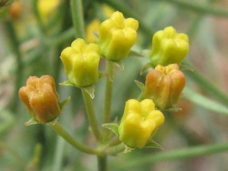 Utah Swallow-Wort (Cynanchum utahense)