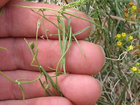 Utah Swallow-Wort (Cynanchum utahense)