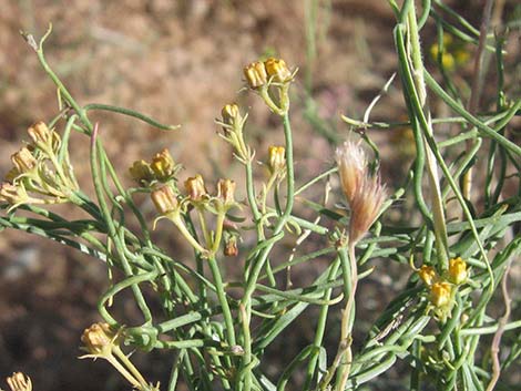 Utah Swallow-Wort (Cynanchum utahense)