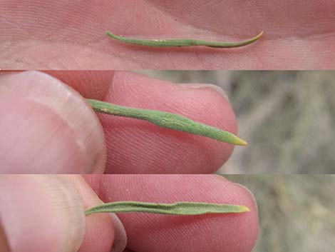 Utah Swallow-Wort (Cynanchum utahense)