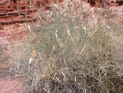 Utah Swallow-Wort (Cynanchum utahense)