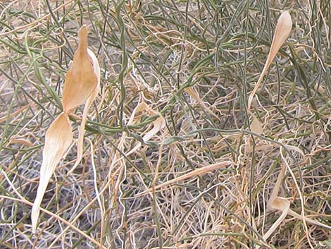 Utah Swallow-Wort (Cynanchum utahense)