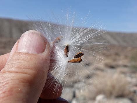 Utah Swallow-Wort (Cynanchum utahense)