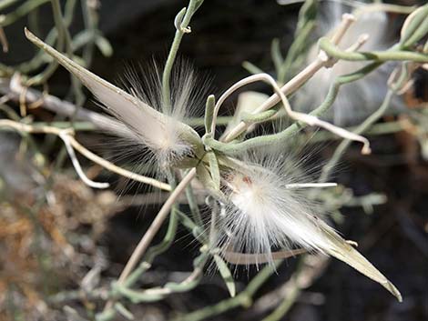 Utah Swallow-Wort (Cynanchum utahense)