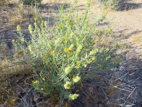 Utah Swallow-Wort (Cynanchum utahense)