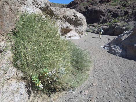 Utah Swallow-Wort (Cynanchum utahense)