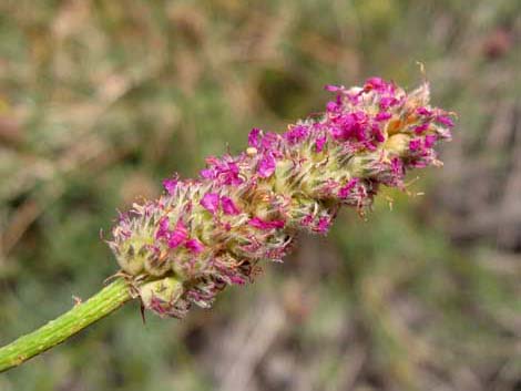 Searls' Prairieclover (Dalea searlsiae)