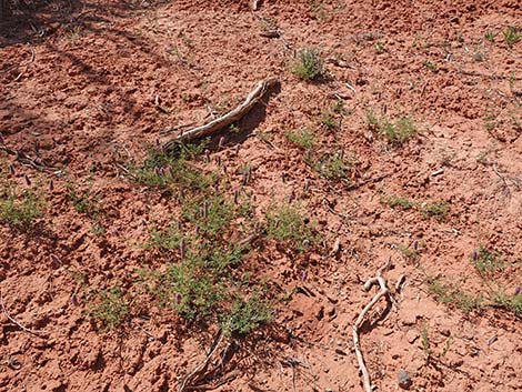 Searls' Prairieclover (Dalea searlsiae)