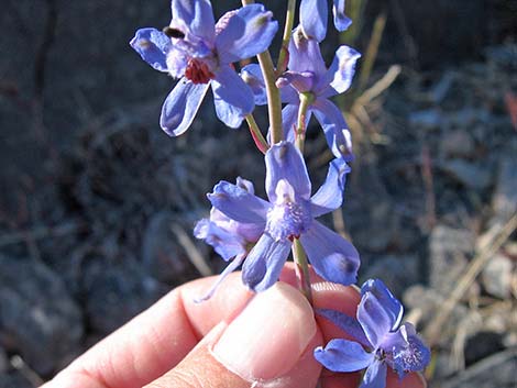 Desert Larkspur (Delphinium parishii ssp parishii)