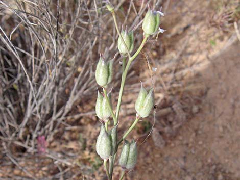 Desert Larkspur (Delphinium parishii ssp parishii)