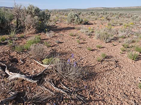 Desert Larkspur (Delphinium parishii ssp parishii)