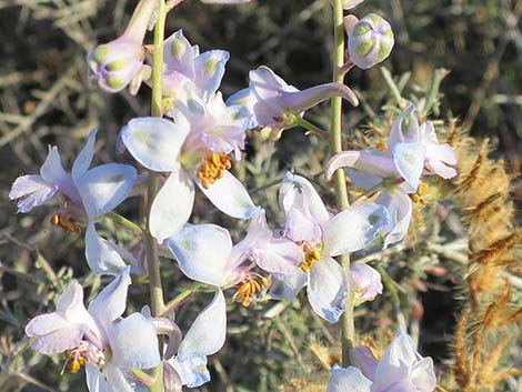 Desert Larkspur (Delphinium parishii ssp parishii)