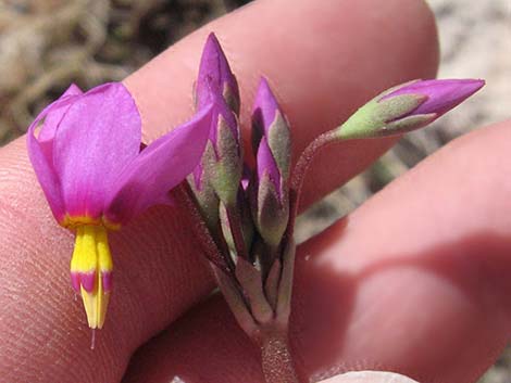 Darkthroat Shootingstar (Dodecatheon pulchellum)