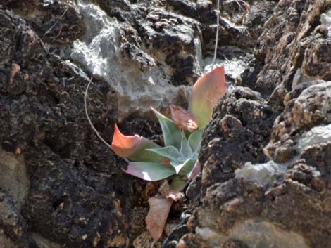 Chalk Dudleya (Dudleya pulverulenta)