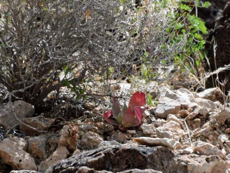 Chalk Dudleya (Dudleya pulverulenta)