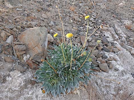 Silverleaf Sunray (Enceliopsis argophylla)