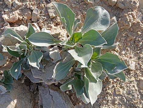 Silverleaf Sunray (Enceliopsis argophylla)