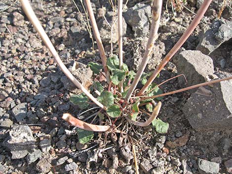 Desert Trumpet (Eriogonum inflatum)