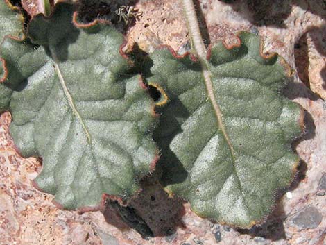 Desert Trumpet (Eriogonum inflatum)