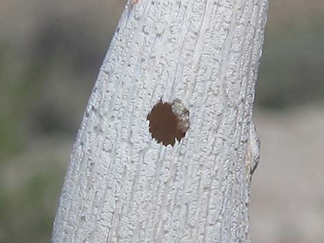 Desert Trumpet (Eriogonum inflatum)