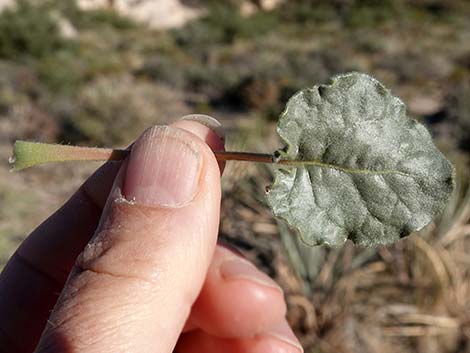 Desert Trumpet (Eriogonum inflatum)