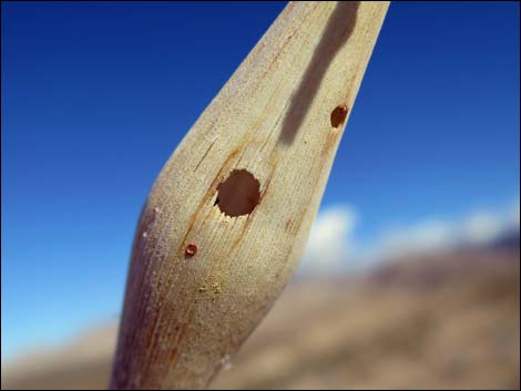 Desert Trumpet (Eriogonum inflatum)