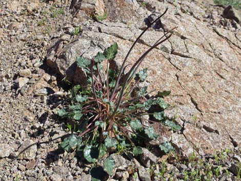 Desert Trumpet (Eriogonum inflatum)