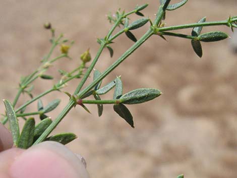 Sticky Fagonbush (Fagonia pachyacantha)