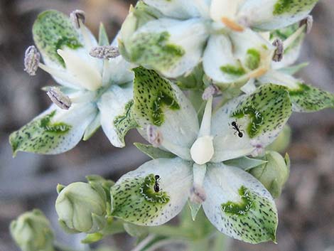 Desert Frasera (Frasera albomarginata)