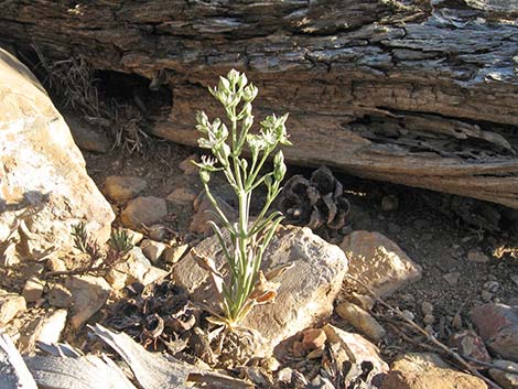 Desert Frasera (Frasera albomarginata)