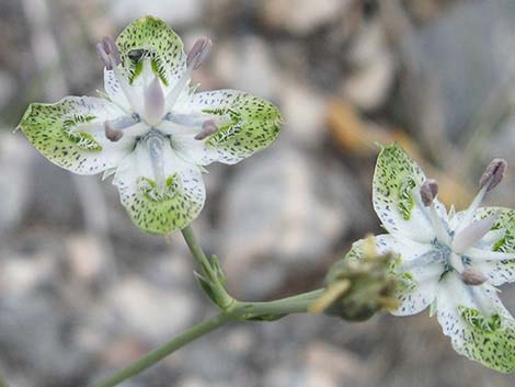 Desert Frasera (Frasera albomarginata)