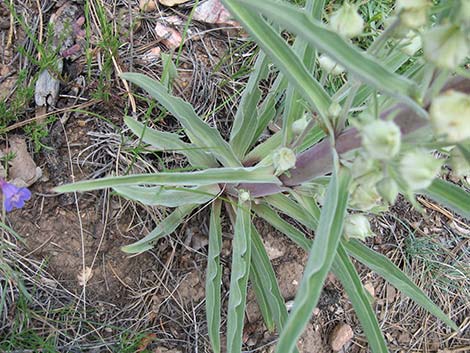 Elkweed (Frasera speciosa)