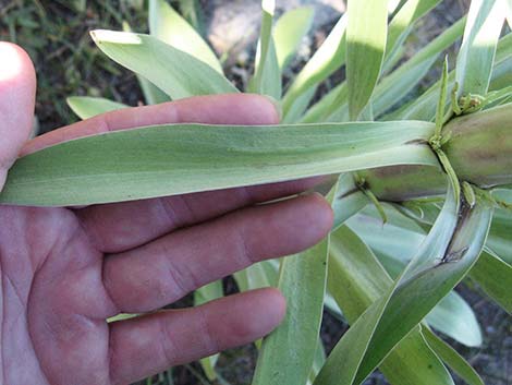 Elkweed (Frasera speciosa)