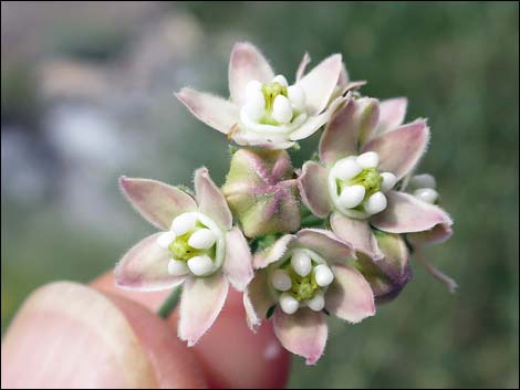 Fringed Twinevine (Funastrum cynanchoides ssp. cynanchoides)