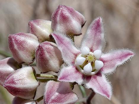 Hartweg's Twinevine (Funastrum cynanchoides ssp heterophyllum)