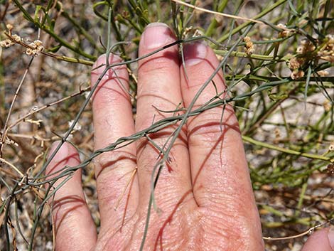 Hartweg's Twinevine (Funastrum cynanchoides ssp heterophyllum)