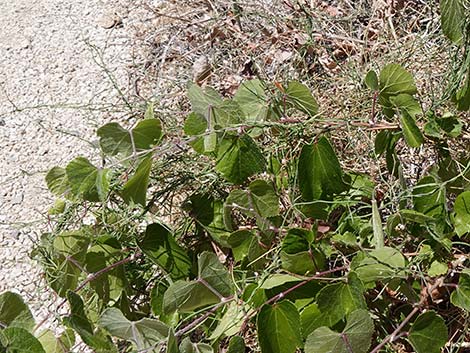 Hartweg's Twinevine (Funastrum cynanchoides ssp heterophyllum)