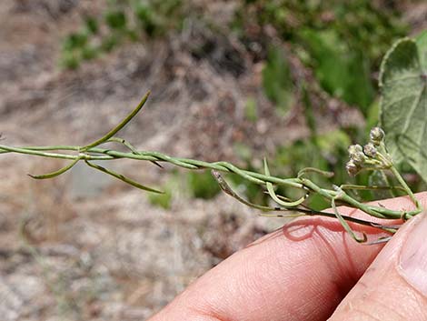 Hartweg's Twinevine (Funastrum cynanchoides ssp heterophyllum)