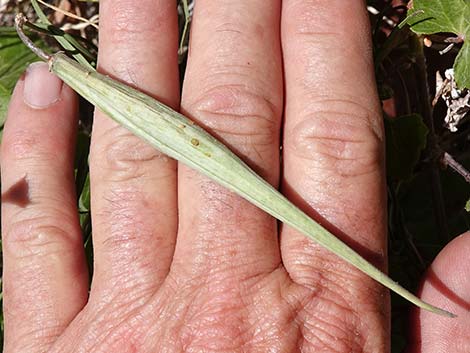 Hartweg's Twinevine (Funastrum cynanchoides ssp heterophyllum)