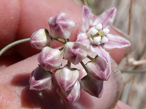 Hartweg's Climbing Milkweed (Funastrum heterophyllum)