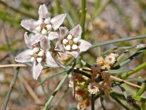 Hartweg's Climbing Milkweed (Funastrum heterophyllum)