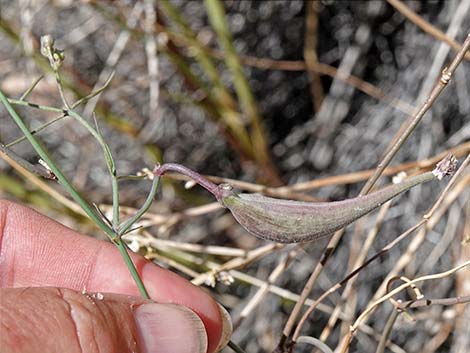 Hartweg's Climbing Milkweed (Funastrum heterophyllum)