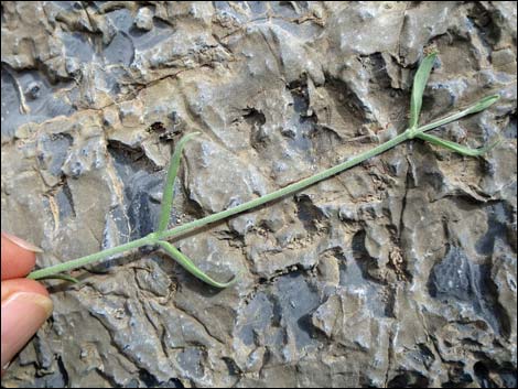 Fringed Twinevine (Funastrum cynanchoides ssp. cynanchoides)