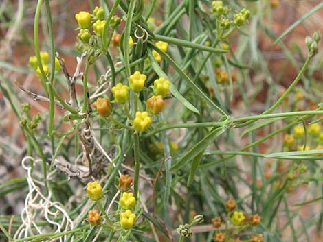 Utah Vine Milkweed (Funastrum utahense)