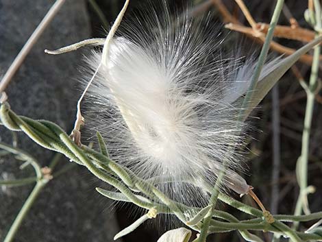 Utah Vine Milkweed (Funastrum utahense)