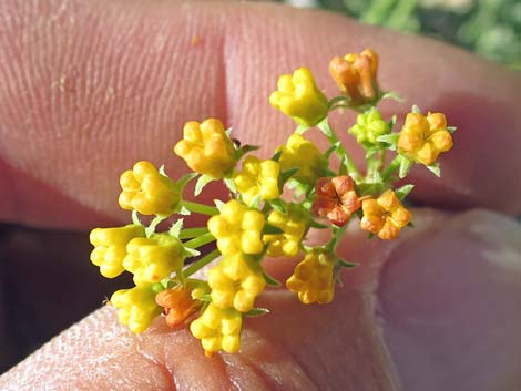 Utah Vine Milkweed (Funastrum utahense)