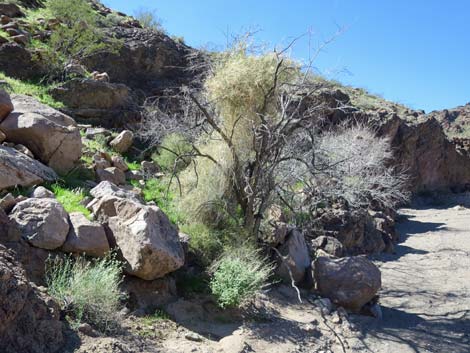 Utah Vine Milkweed (Funastrum utahense)