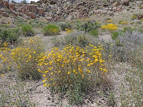 Nevada Goldeneye (Heliomeris multiflora)